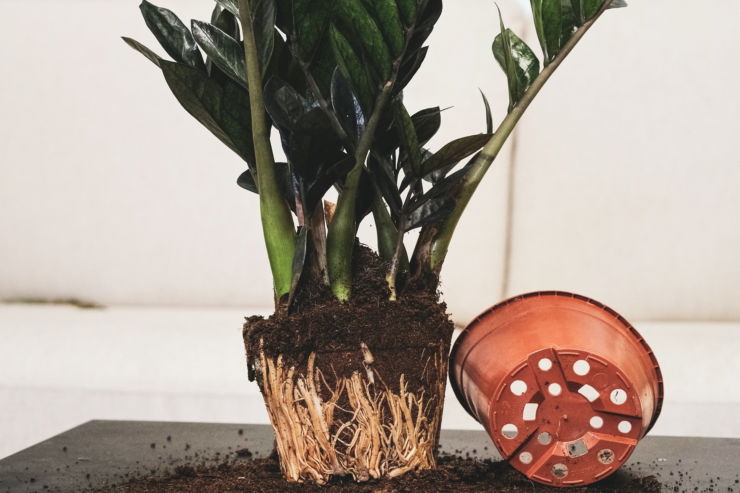 Working from the spiritual roots upward: COP26 as a ritual space