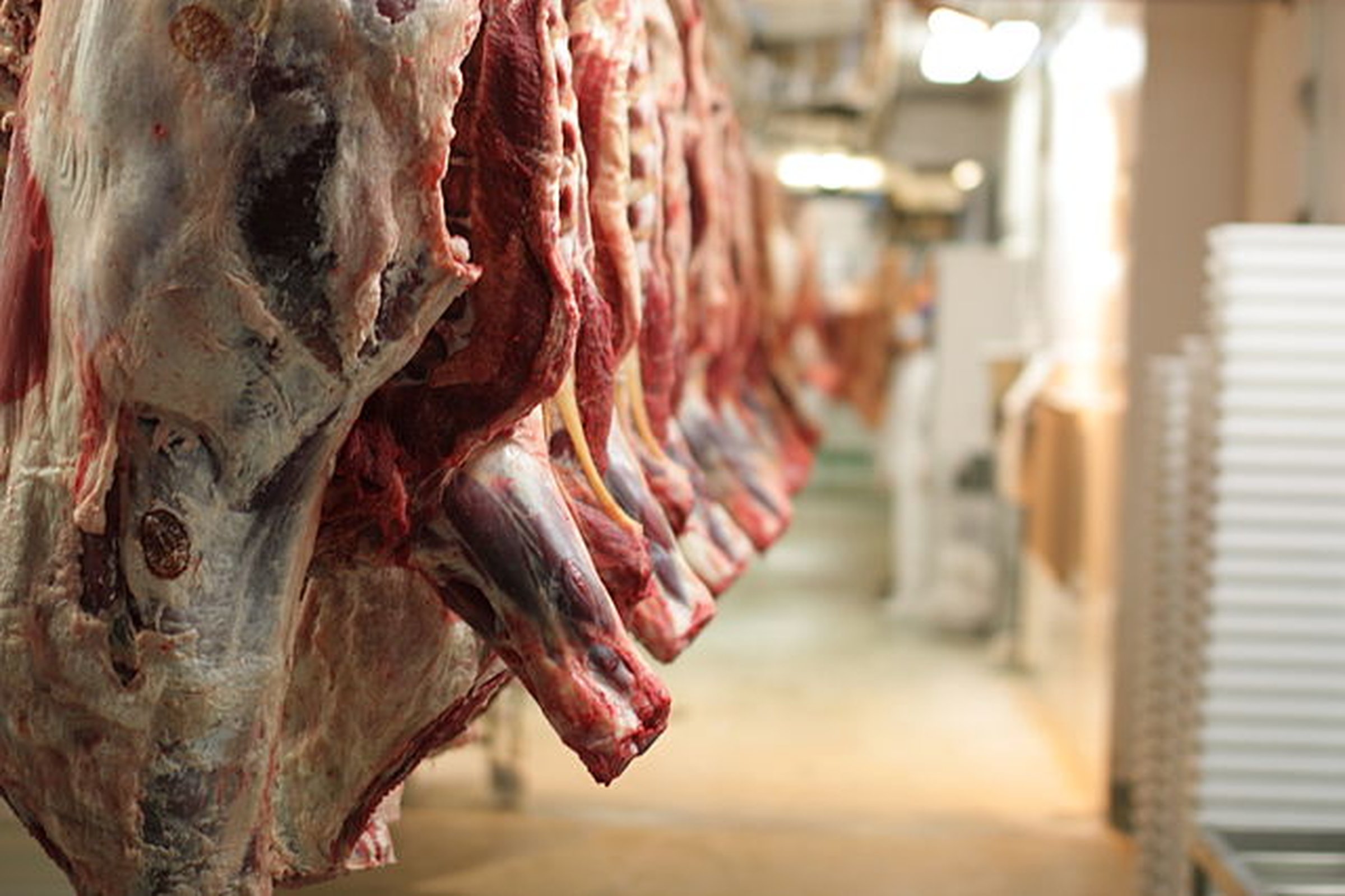Religious slaughter debate shows why change is necessary